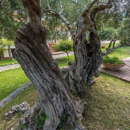 Bed & Breakfast Degli Ulivi Praia a Mare